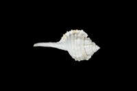 藏品(玉女象法螺)的圖片